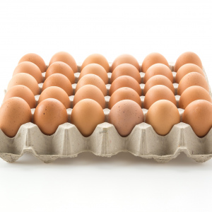 SEBI Enterprize Limited Eggs